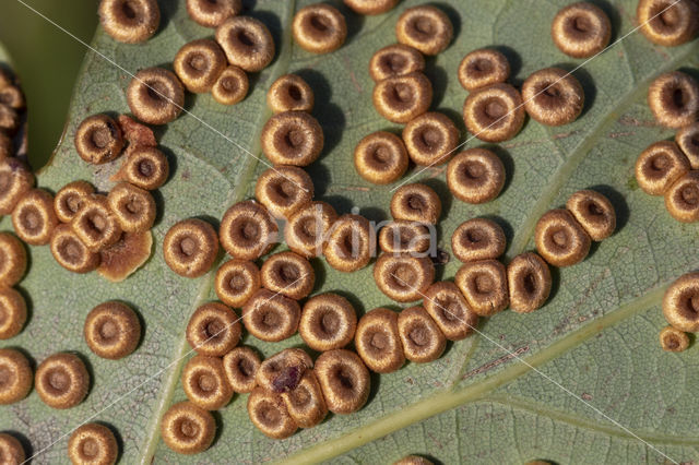 neuroterus numismalis