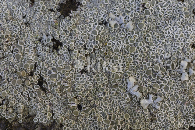 Witte schotelkorst (Lecanora chlarotera)