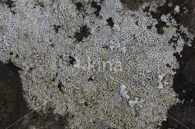 Witte schotelkorst (Lecanora chlarotera)