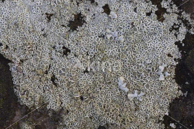 Witte schotelkorst (Lecanora chlarotera)