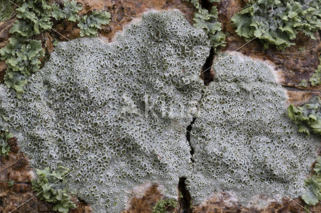 rim lichen (Lecanora chlarotera)