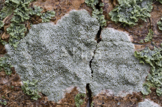 Witte schotelkorst (Lecanora chlarotera)