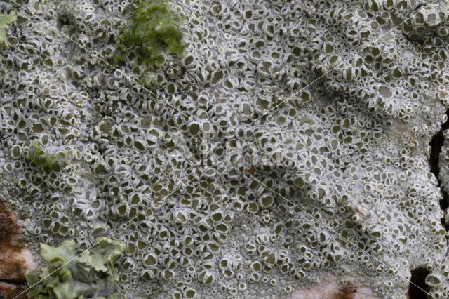 Witte schotelkorst (Lecanora chlarotera)