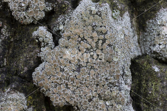 rim lichen (Lecanora chlarotera)