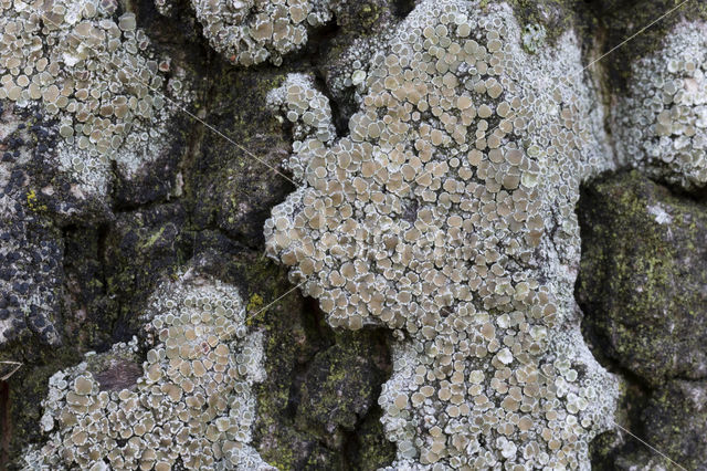rim lichen (Lecanora chlarotera)
