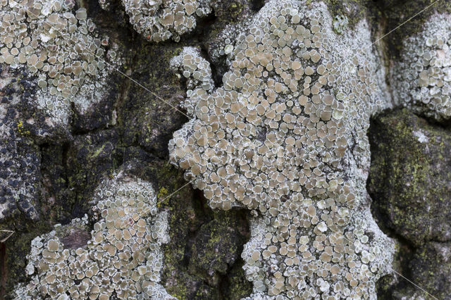 Witte schotelkorst (Lecanora chlarotera)