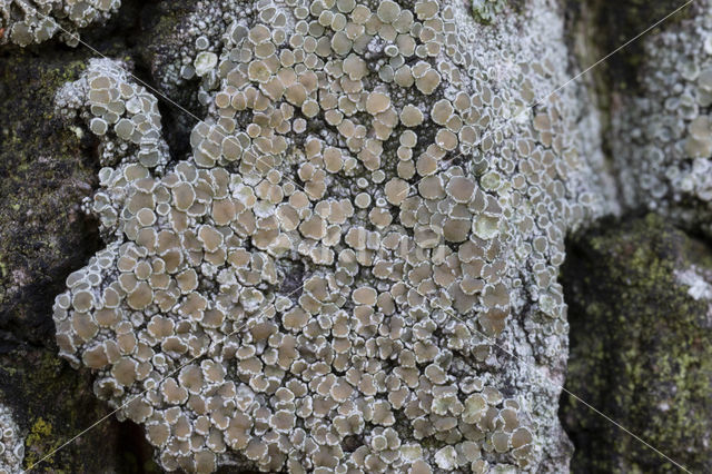 Witte schotelkorst (Lecanora chlarotera)