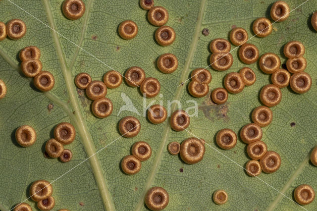 satijnen knoopjesgalwesp (neuroterus numismalis)