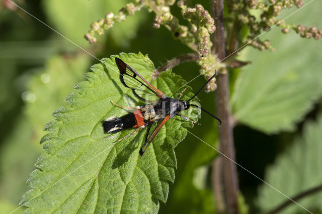 Synanthedon formicaeformis