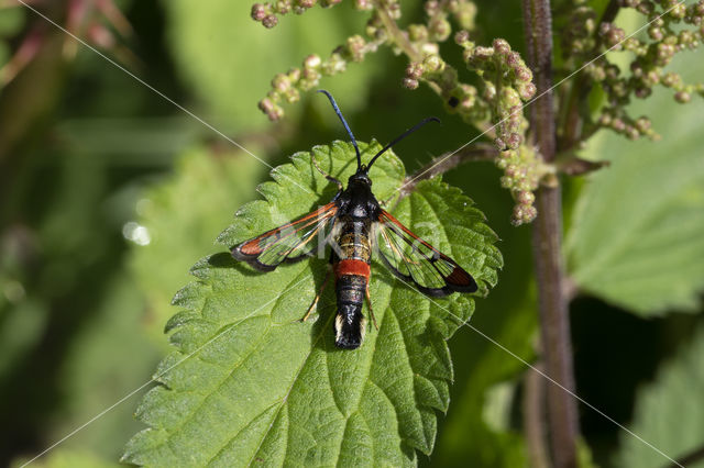 Synanthedon formicaeformis