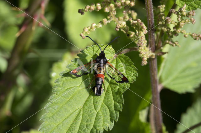 wilgenwespvlinder (Synanthedon formicaeformis)