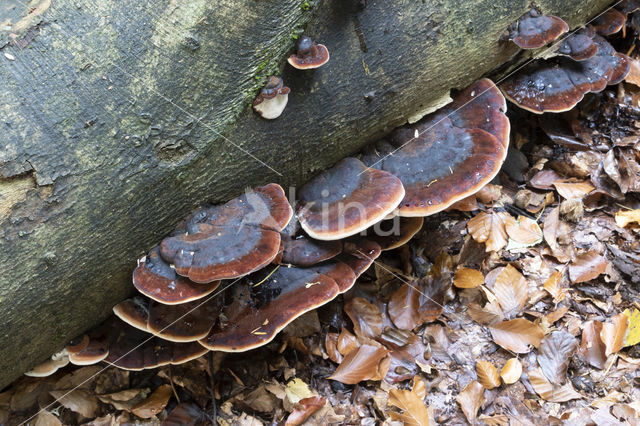 false tar spot fungus (ischnoderma resinosum)