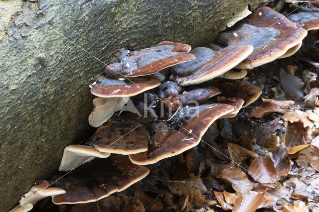 false tar spot fungus (ischnoderma resinosum)