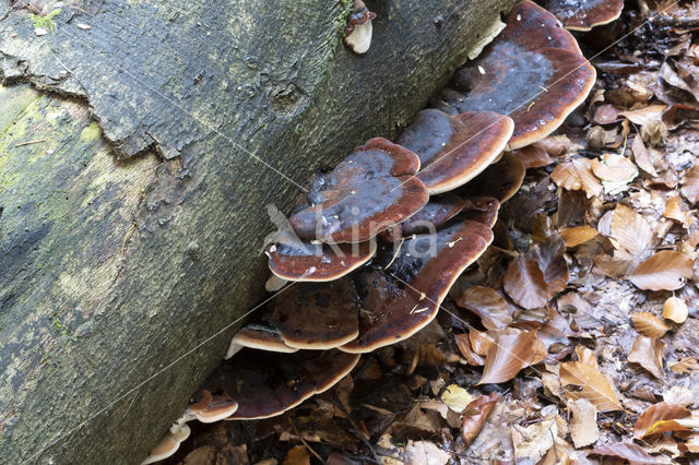 valse teervlekkenzwam (ischnoderma resinosum)