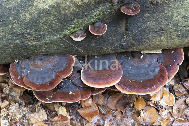 false tar spot fungus (ischnoderma resinosum)