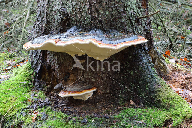 Red Banded Polypore (Fomitopsis pinicola)