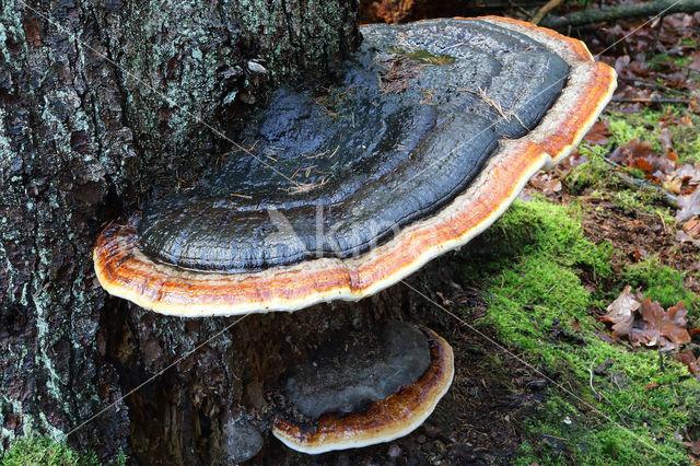 Red Banded Polypore (Fomitopsis pinicola)