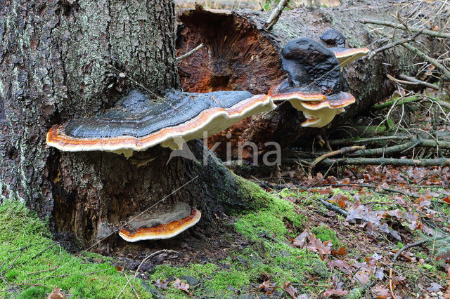 Red Banded Polypore (Fomitopsis pinicola)