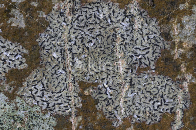 Opegrapha herbarum