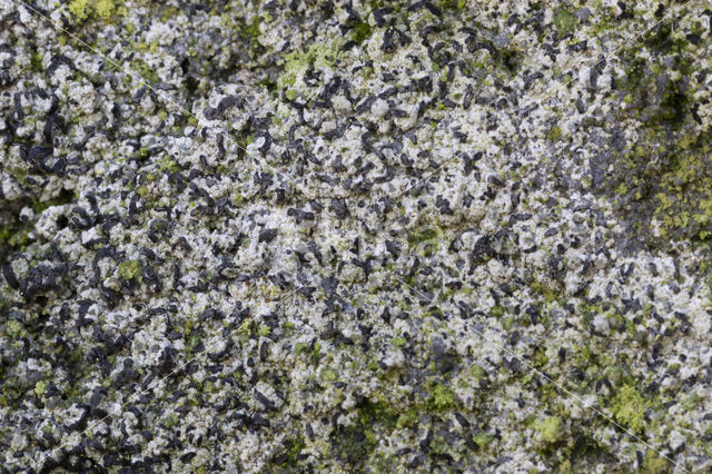 Opegrapha calcarea