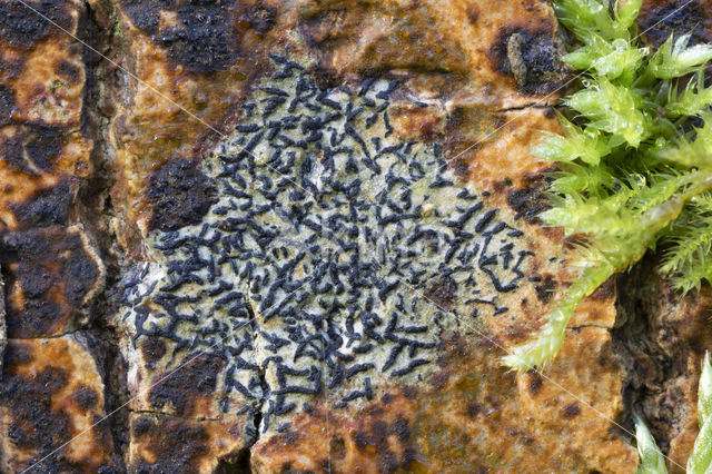 Opegrapha herbarum