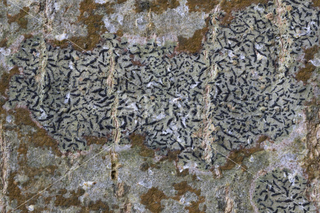 Opegrapha herbarum