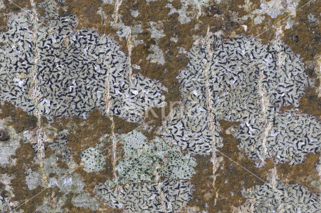 Opegrapha herbarum