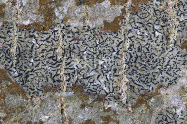 Opegrapha herbarum