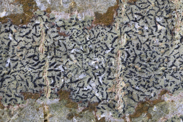 Opegrapha herbarum