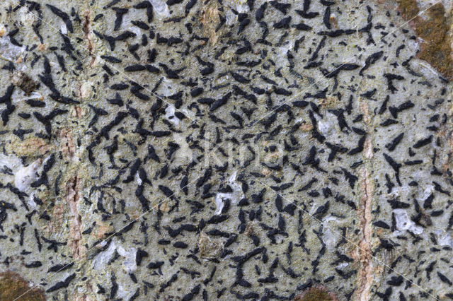 Opegrapha herbarum