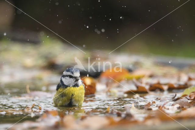 Blue Tit (Parus caeruleus)