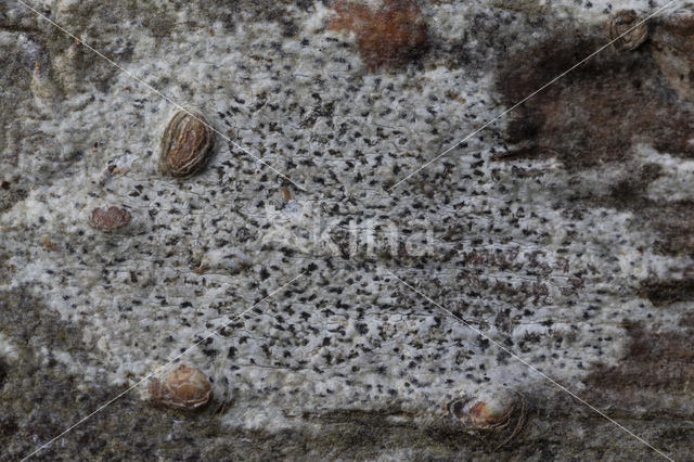 Asterisk lichen (Arthonia radiata)