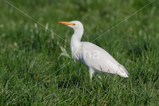 Koereiger (Bubulcus ibis)