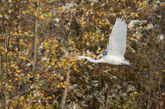 Great White Egret