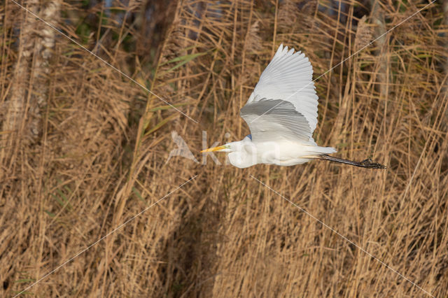 Grote zilverreiger (Casmerodius albus)