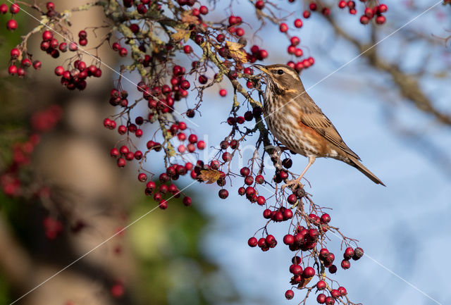 Redwing (Turdus iliacus)