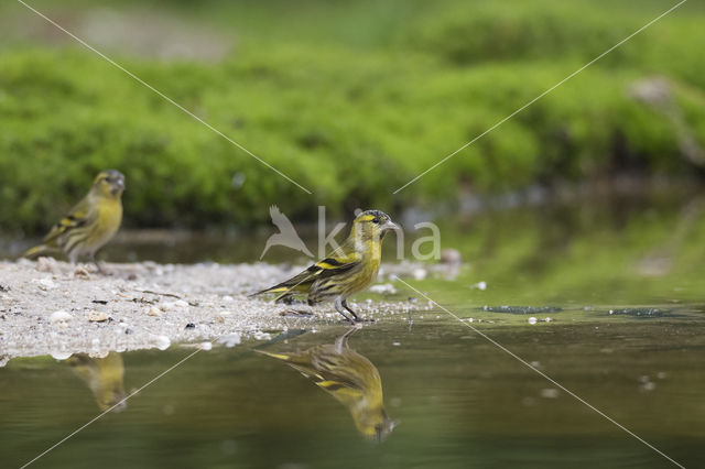 Eurasian Siskin (Carduelis spinus)