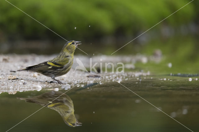 Eurasian Siskin (Carduelis spinus)