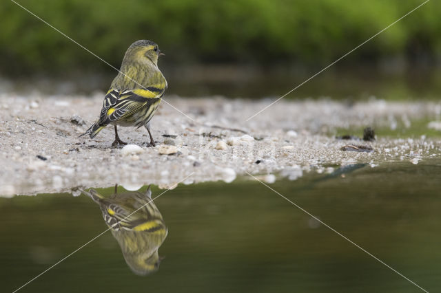 Eurasian Siskin (Carduelis spinus)