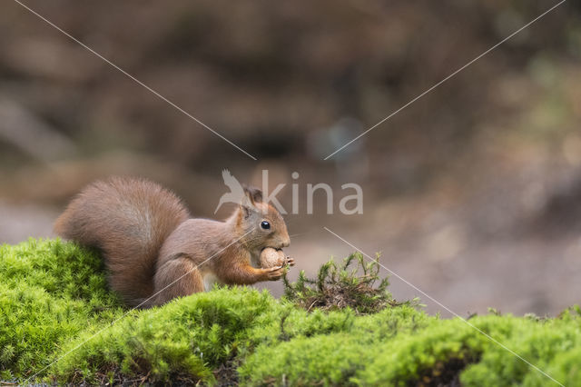 Red Squirrel (Sciurus vulgaris)