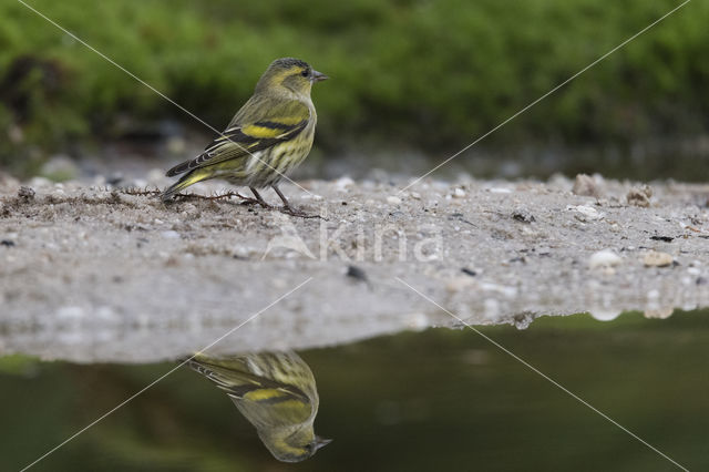 Eurasian Siskin (Carduelis spinus)