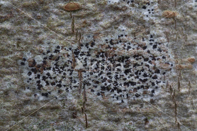 Asterisk lichen (Arthonia radiata)