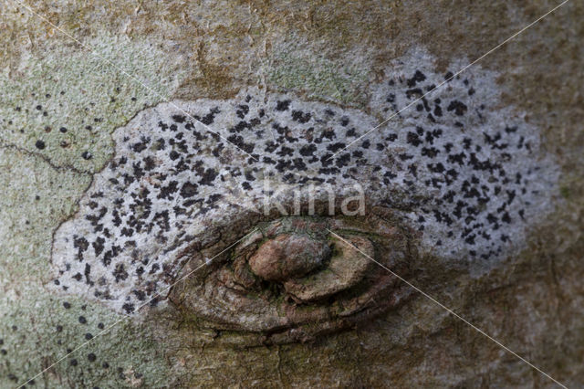 Asterisk lichen (Arthonia radiata)