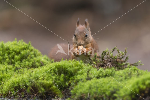 Red Squirrel (Sciurus vulgaris)