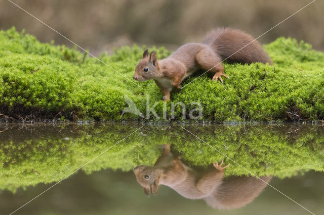 Red Squirrel (Sciurus vulgaris)