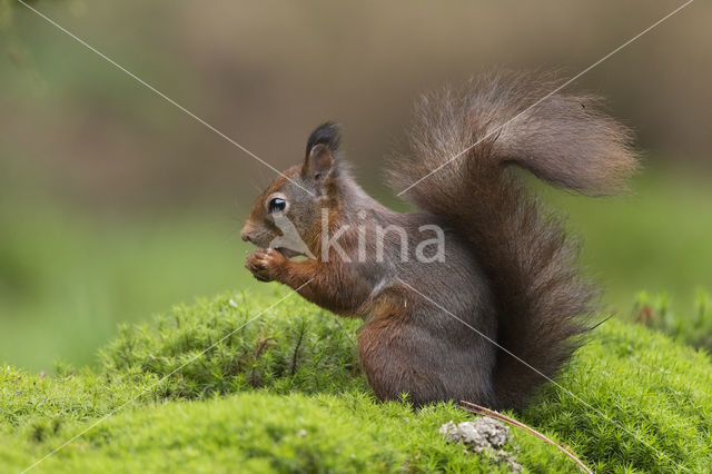 Red Squirrel (Sciurus vulgaris)