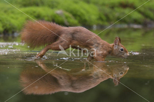 Red Squirrel (Sciurus vulgaris)