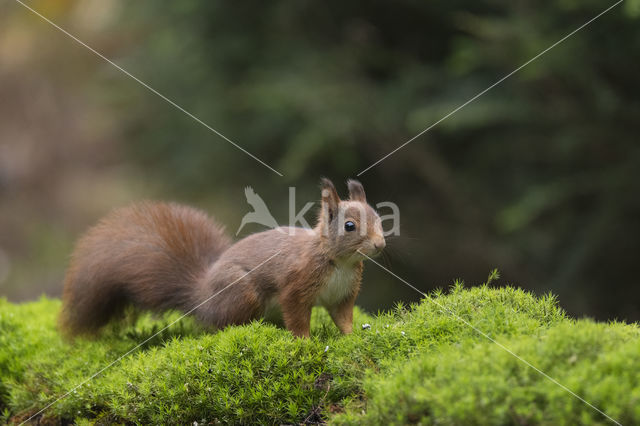 Red Squirrel (Sciurus vulgaris)