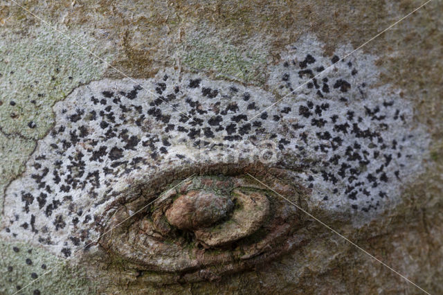 Kleine runenkorst (Arthothelium ruanum)