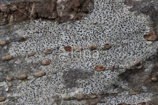Asterisk lichen (Arthonia radiata)